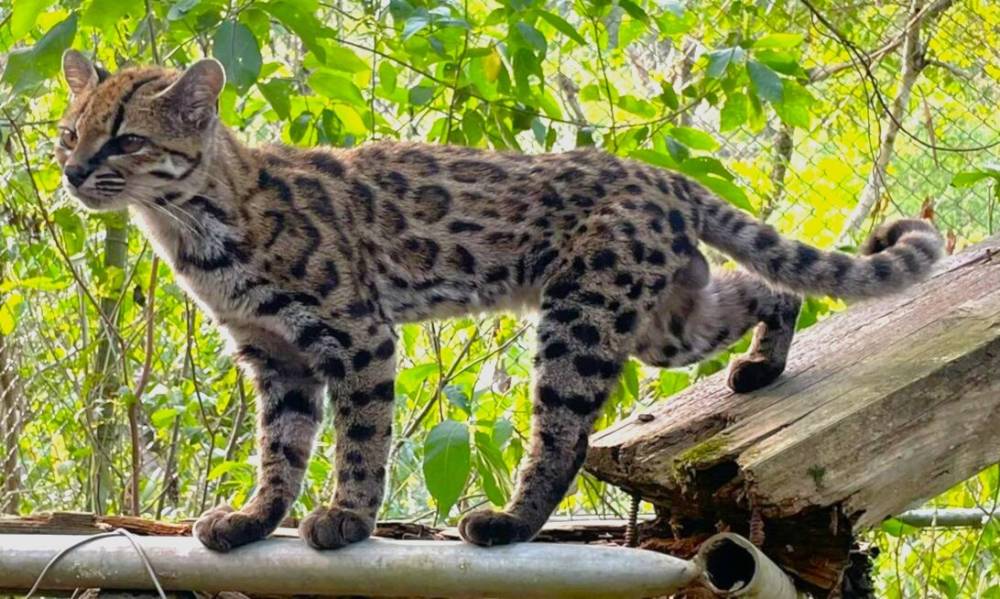 Müze dolaplarındaki DNA'dan Bolivya Yungas'ına: Yeni kedi türü Leopardus tilcayo
